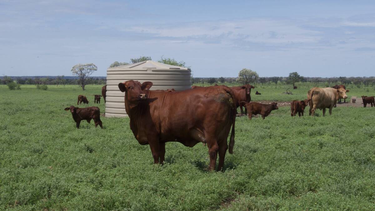 Bull Creek cattle at Terrick have been enjoying a good season since rain at the start of the year. Picture - Sarah Pearson.
