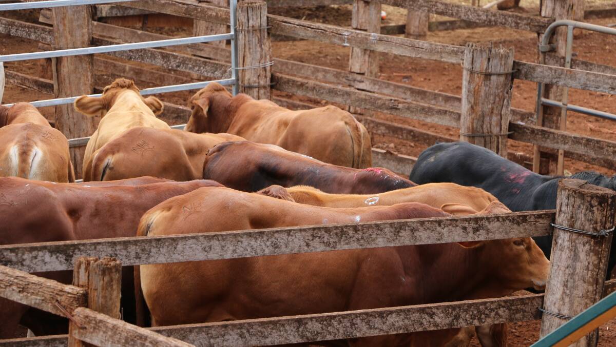 Light steers top at 570.2c at Murgon sale