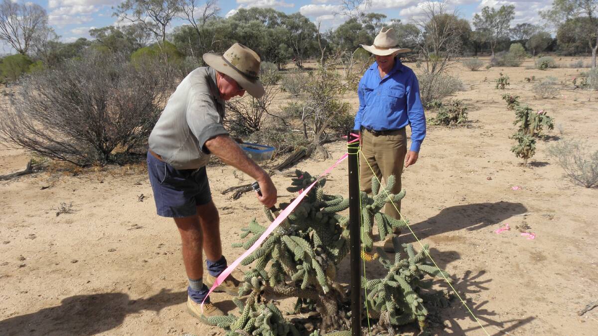 Sucking solution: Longreach's Peter Clark released the bug on coral cactus under the watchful eye of biosecurity officer Garry Pidgeon. Picture: DAF.
