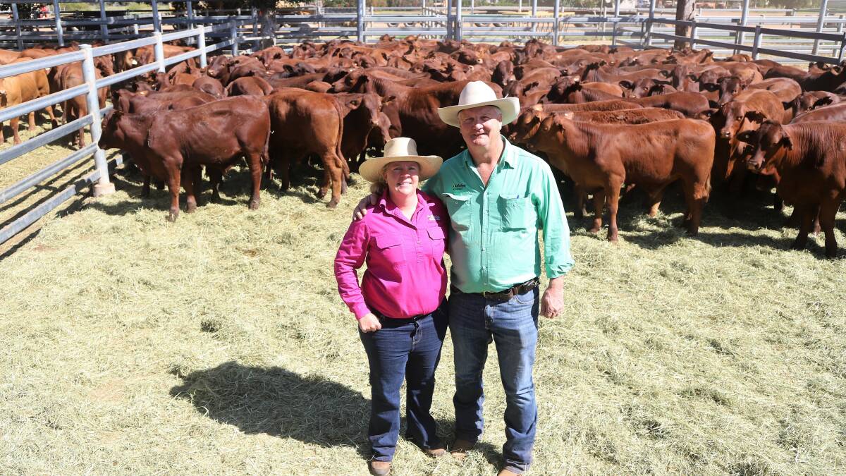 Liz Allen, Alice Downs, Blackall, whose property the steers were from, with Nutrien Ag Solutions agent Boyd Curran and some of the Forest Park bloodline steers at the Blackall saleyards. Picture: Sally Gall