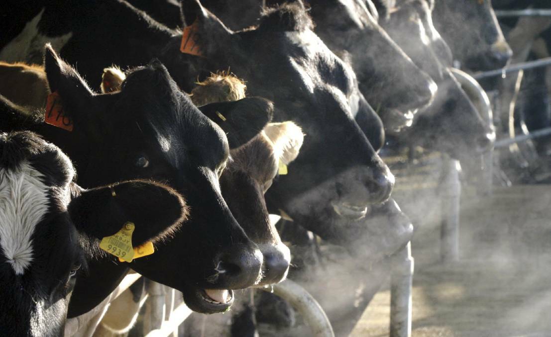 BIG ISSUE: The Queensland Dairyfarmers' Organisation says it will use whatever means necessary to get the industry back on its feet.
