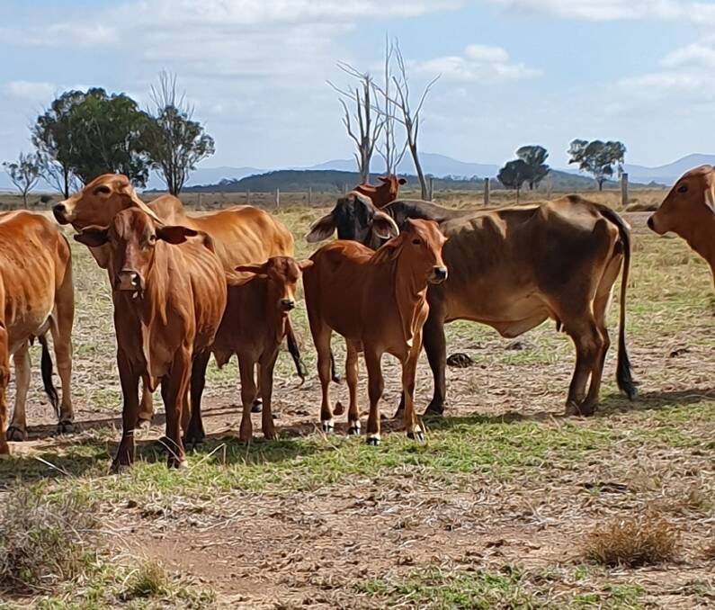 Cattle on one of the Tziouztias family's four Central Queensland properties.