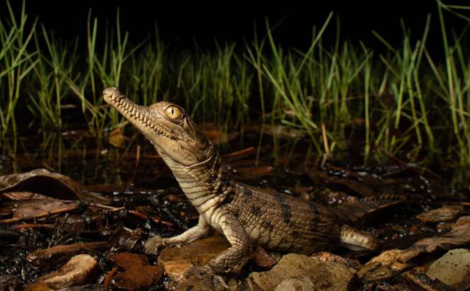Jannico Kelk's image of a freshwater crocodile was the competition winner