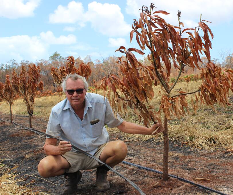 Robert Sikes lost more than 500 mango trees in the spring fires and is hopeful new grants will be broad-based.