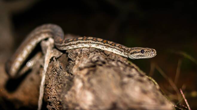 Weston Campbell photographed this inland carpet python in the Charleville area.