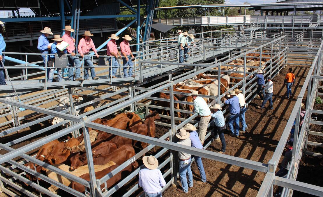 Weekly selling sessions at Central Queensland Livestock Exchange, Gracemere, have successfully shifted from Friday to a Wednesday timeslot.
