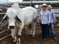Tops in '21: Katrina Lynch, Gracemere Brahmans, with the $130,000, 2021 sale topper Gracemere Play Boy 14 (AI) (P) bought by Margaret Maloney (front), Kenilworth Stud.
