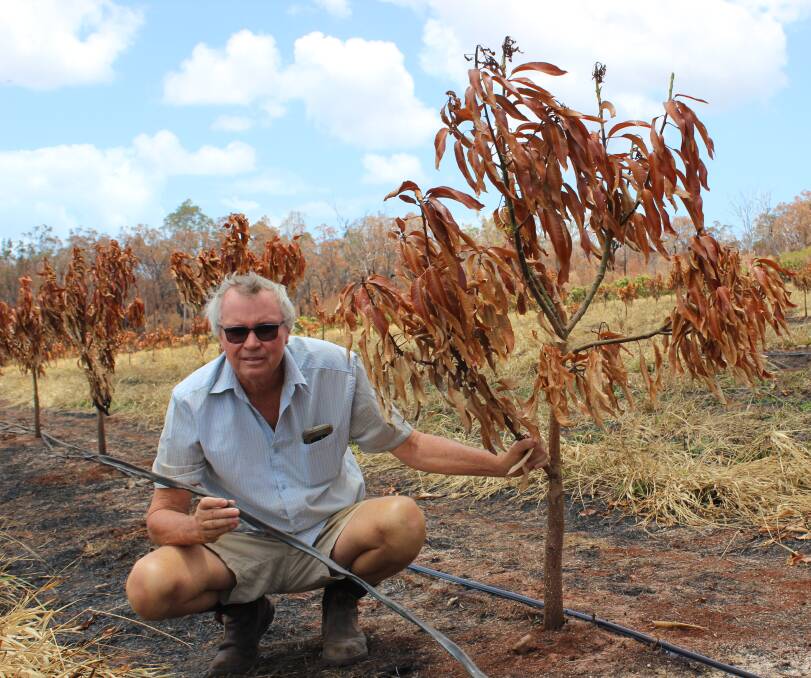 Robert Sikes saved his farm but thinks the fire which destroyed more than 700 mango trees and irrigation might have been avoidable with better land management.