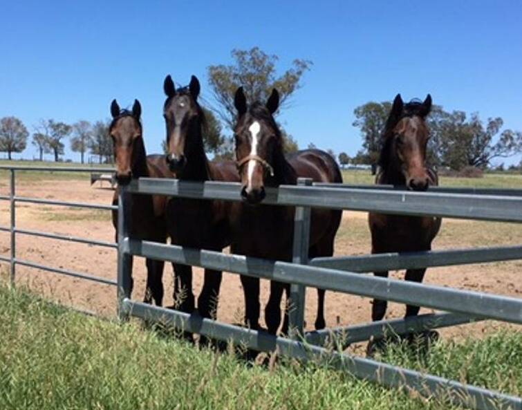 INQUISITIVE GUY: Rothfire, white blaze, would watch from his paddock as Jill Gleeson would walk down from the homestead. 