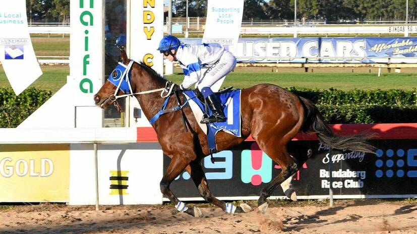 Fab's Cowboy will chase his 34th career victory in the Strathmore Cup at Blackall on October 19.