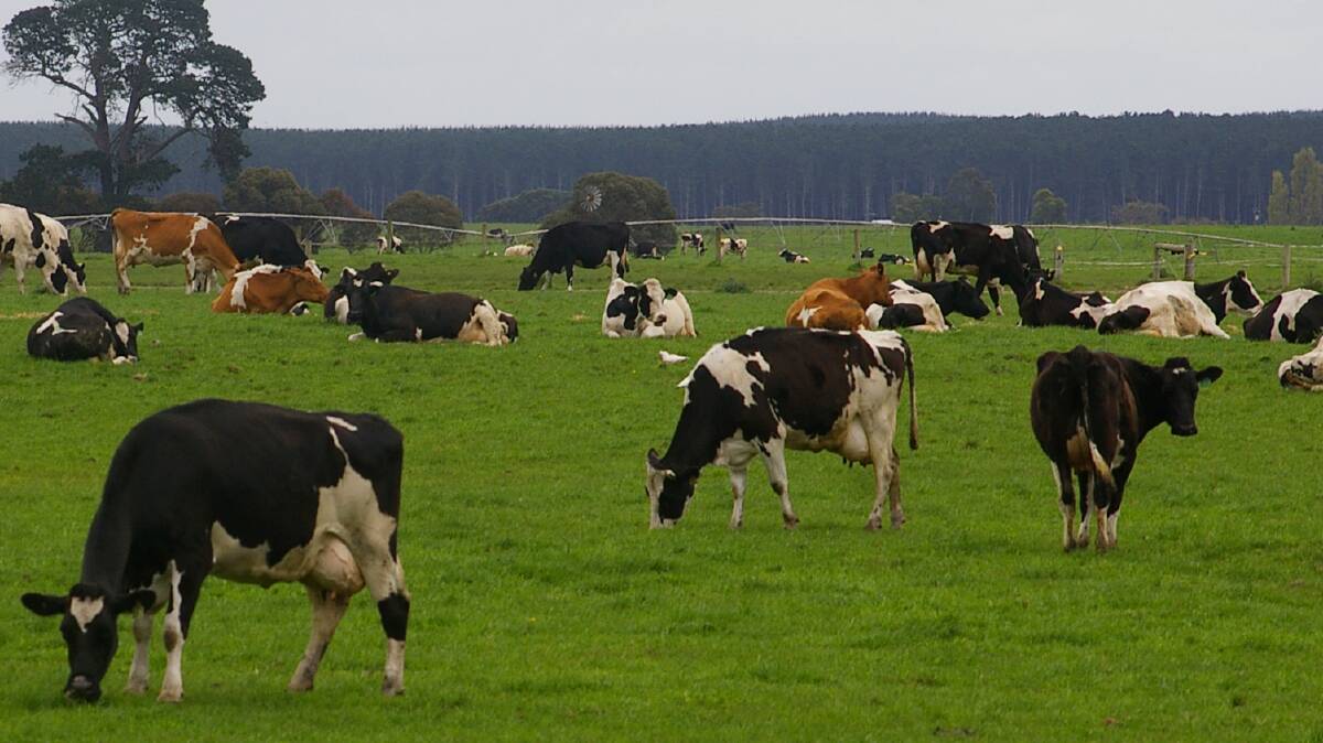 GOOD SEASON: Favourable seasonal conditions and near-record milk prices have lifted dairy farm profitability in Australia.