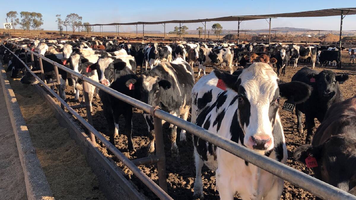 OPPORTUNITY: Developing dairy beef supply chains is a vital link in helping Australian dairy farmers manage surplus calves.