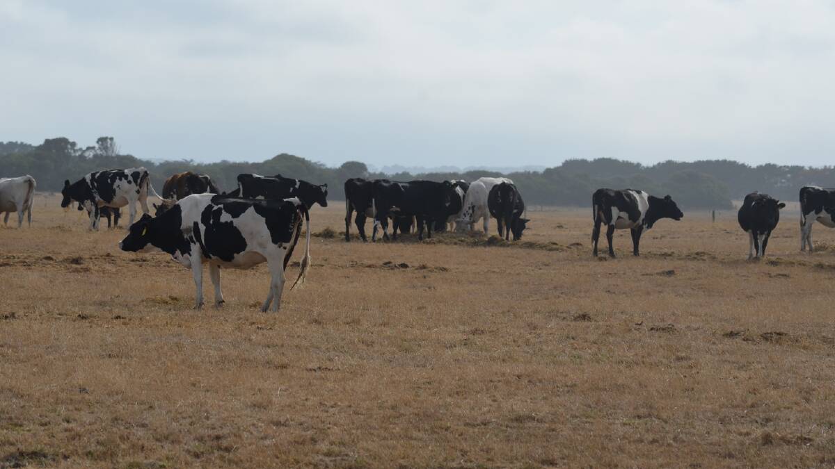 DRY CONDITIONS: Dry conditions are continuing to hurt Australian milk production.
