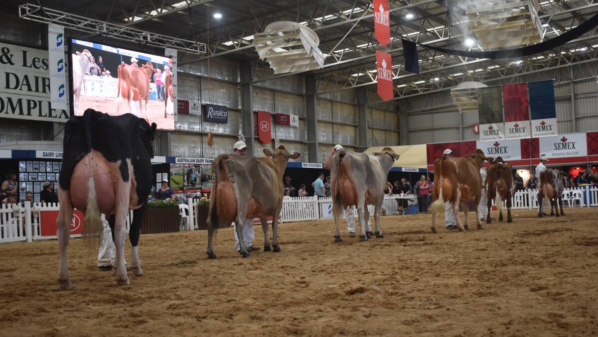 HIGHLIGHT: Australia's largest dairy show returns to Tatura in January. A highlight is the interbreed judging.