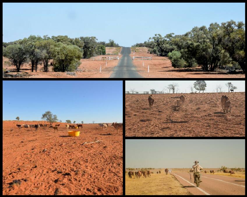 DROUGHT: 57 per cent of Queensland is suffering from drought. (Top) The road to Alroy, Eulo. Photo: Lucy Kinbacher; (left) bare paddocks in Queensland; (top right) There is no feed in the paddocks; (bottom right) Ned Elmy said the best feed for the mob had been between Augathella and Tambo but the pickings were fairly slim on the country they’d just walked over, west of Barcaldine. Photo: Kelly Butterworth.