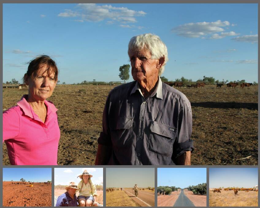 DROUGHT: (Main picture) Sue and Jay Walker, Cumberland, Barcaldine, are one of many producers in Queensland's west coping with ongoing drought conditions. Photo: Sally Cripps. Bottom row l to r: Bare paddocks, Mary and Mac Haig, Alroy, Eulo. Photo: Lucy Kinbacher; Ned Elmy said the best feed for the mob had been between Augathella and Tambo but the pickings were fairly slim on the country they’d just walked over, west of Barcaldine. Photo: Kelly Butterworth; The road to Alroy, Eulo. Photo: Lucy Kinbacher; Some of a 1200-strong mob of Santa cross cattle, mostly weaners, that have spent months walking around Queensland's central west as drought has bitten hard at Corfield. Photo: Kelly Butterworth.
