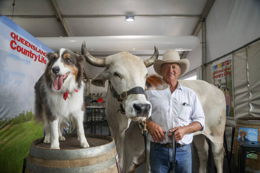 Impressive trio: Henry the border collie, Ollie the Brahman bullock and their owner, John Hawkes, Longreach, saying hello to all at the Queensland Country Life stand at Beef Australia 2021. Picture: Lucy Kinbacher 