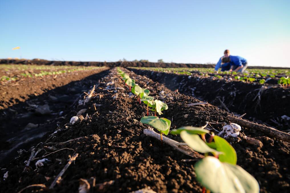 Cotton Australia are calling for caution to avoid a repeat of the 2015-16 season, in which spray drift damaged up to 20 per cent of the national cotton crop.