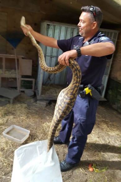 Police have released images of Constable Mark Allam arresting the slithering suspect in Smithfield.
Photo: Queensland Police Service