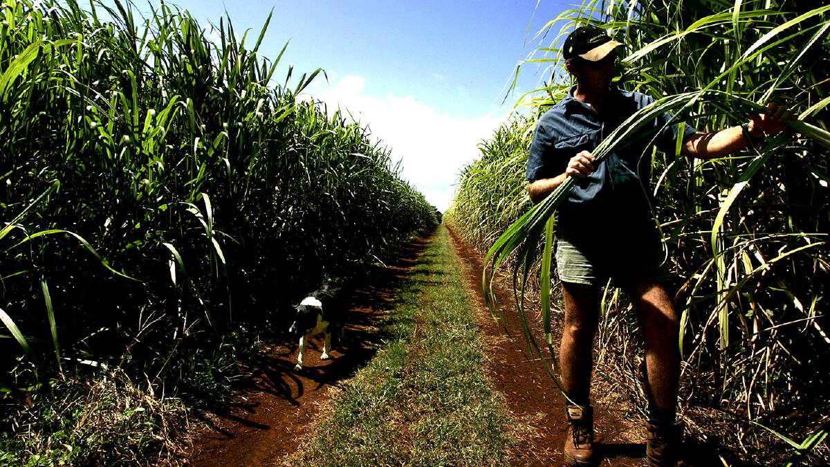 CANEGROWERS back farm electricity price trials