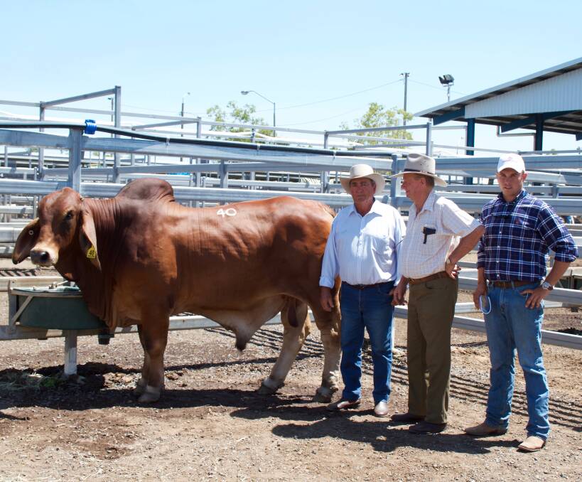 With the $20,000 Valuce 1342 (S), the top seller from Day I at the February All Breed Sale on Tuesday are vendor, Bruce Childs, Valuce Stud, Bouldercombe, buyer, Bernie Kent, Wilga Vale, Greycliffe and his grandson, James Kent, Ooline Stud, Goovigen