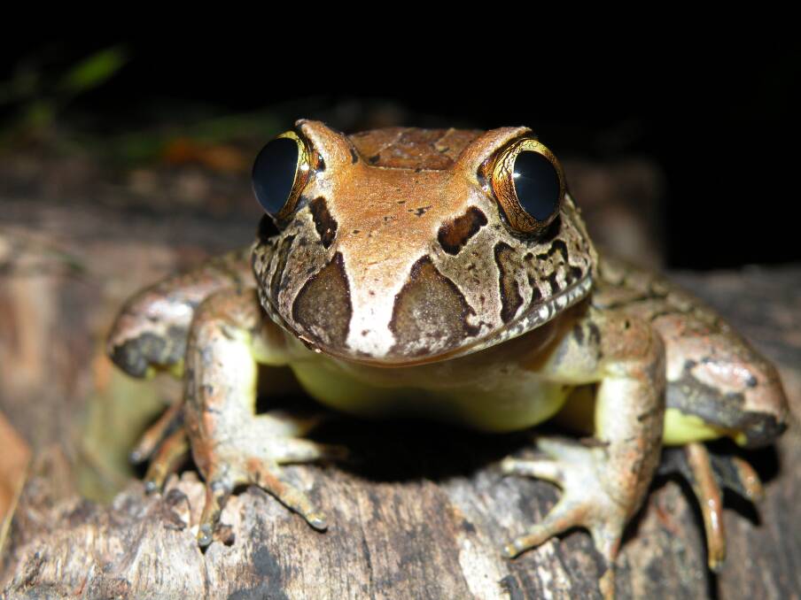 The Giant Barred Frog (Mixophyes iteratus) - Mary River, Queensland. 