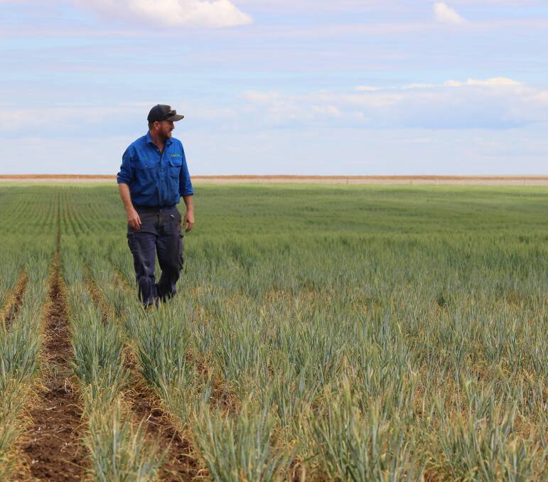 Dry times: Scott Loughnan in his wheat crop on Avenel, 30km west of Roma. Mr Loughnan said the crop should yield about 700kg/ha. Full story on far right. 