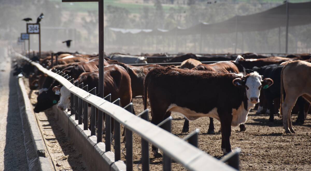 Can we triple grain-fed beef exports to China by 2030?