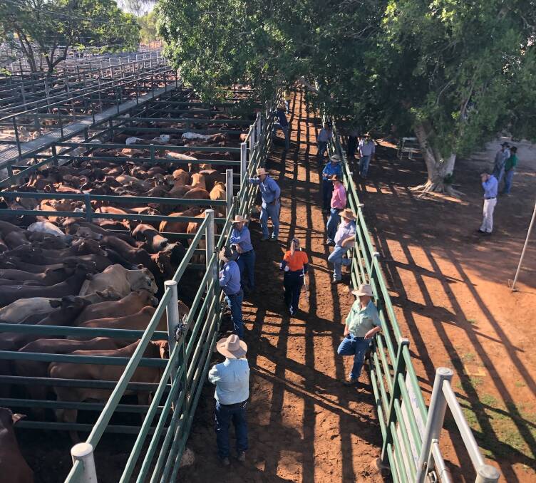Blackall buyers were practicing safe social distancing at today's sale. Photo supplied. 