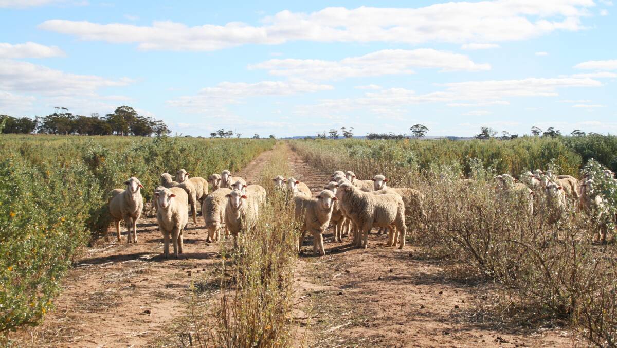 Trials showed that sheep had a clear preference for AnamekaTM saltbush (middle rows of shrubs).