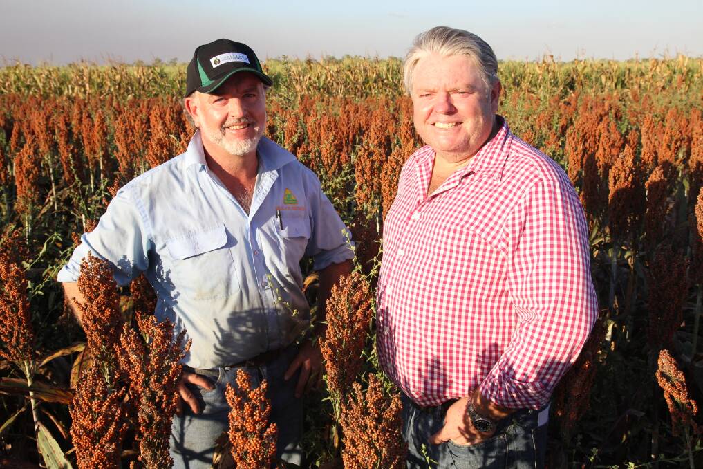 Tony Matchett, Tableland Fertilizers, and Paul Ryan, Fairview, Laura, are spearheading the start of a new high-value agricultural industry on Cape York. Photo Lea Coghlan.