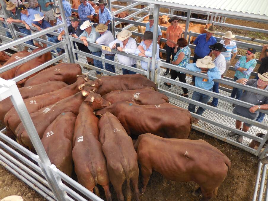 February 2016: Buyers certainly got an indication of the strength of the market at Bartholomew and Co's annual Beaudesert All Reds Show and Sale in February. 