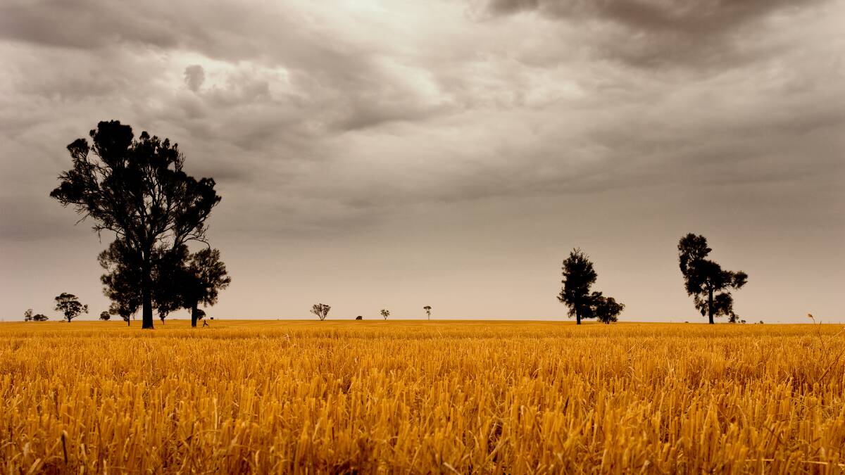 Grain prices fall as rain disrupts harvest