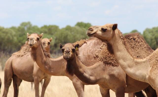 Camels are also used on mass (Deon currently has 140 of them) to control Prickly Acacia.