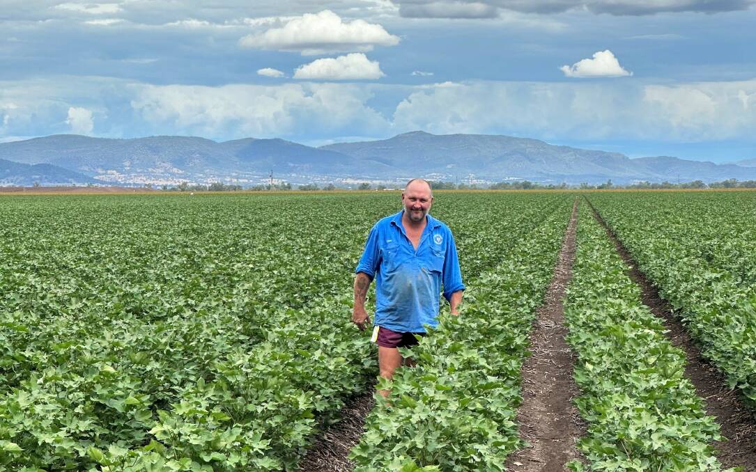 Battery Hill farm manager Peter Lennox in a field of Sicot 714BRF cotton.