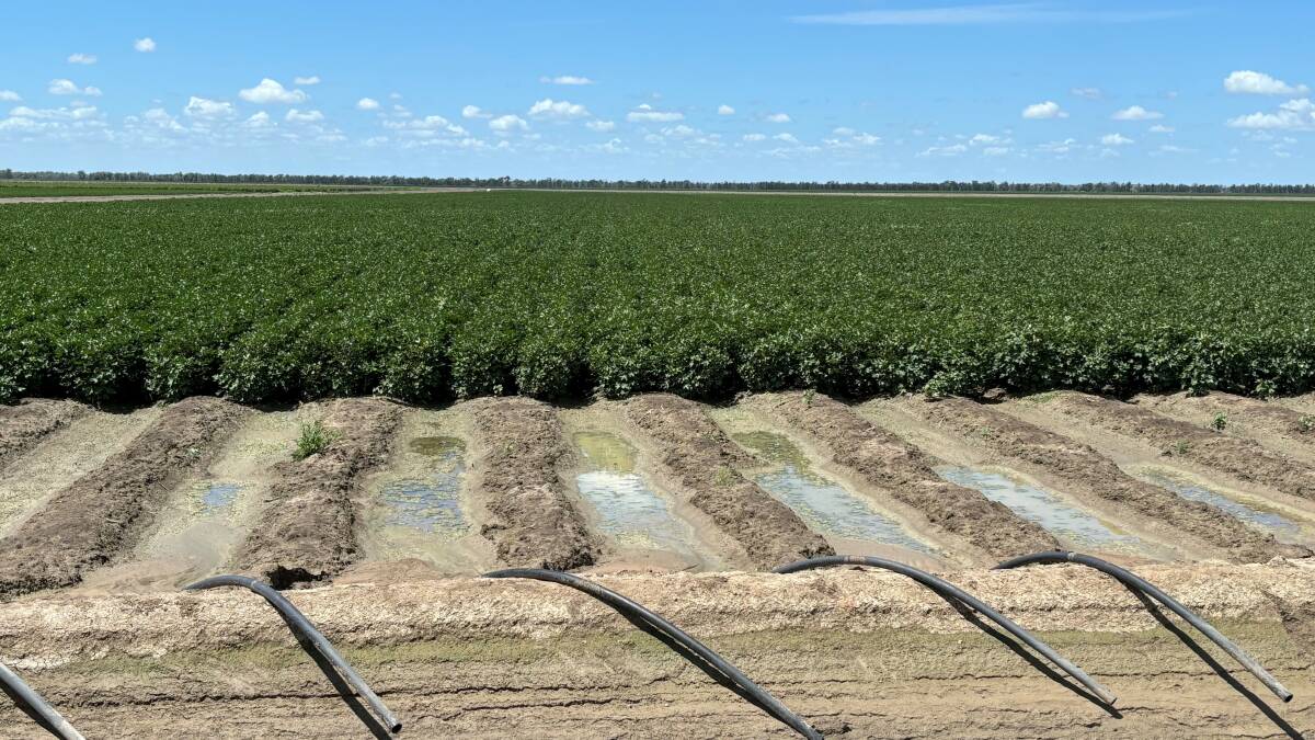Irrigating a field of Sicot 748B3F cotton at Yarrowee, east of Mungindi.
