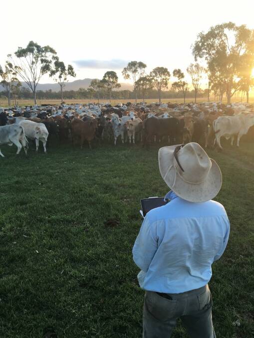 Rob McArthur getting a turn testing out the drone on the cattle.
