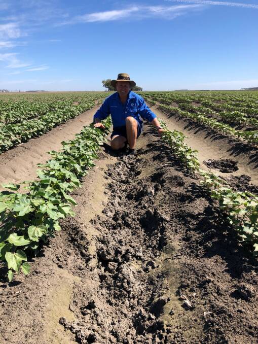 CSIRO Cotton Breeding Research Group Leader Dr Warwick Stiller in a field trial with a black root rot resistant variety (left) and one without resistance (right) at Whitton, NSW, in December 2021. 