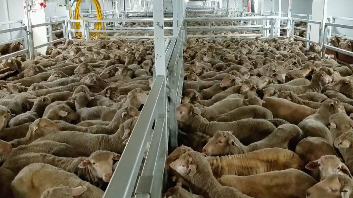 Some of the images provided to 60 Minutes depicting overcrowding on live export ships. Images supplied by Animals Australia.