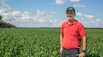 Goondiwindi farmer Paul McNulty in a wheat crop. He says how much nitrogen he applies determines crop response, not whether it's applied before rain.
