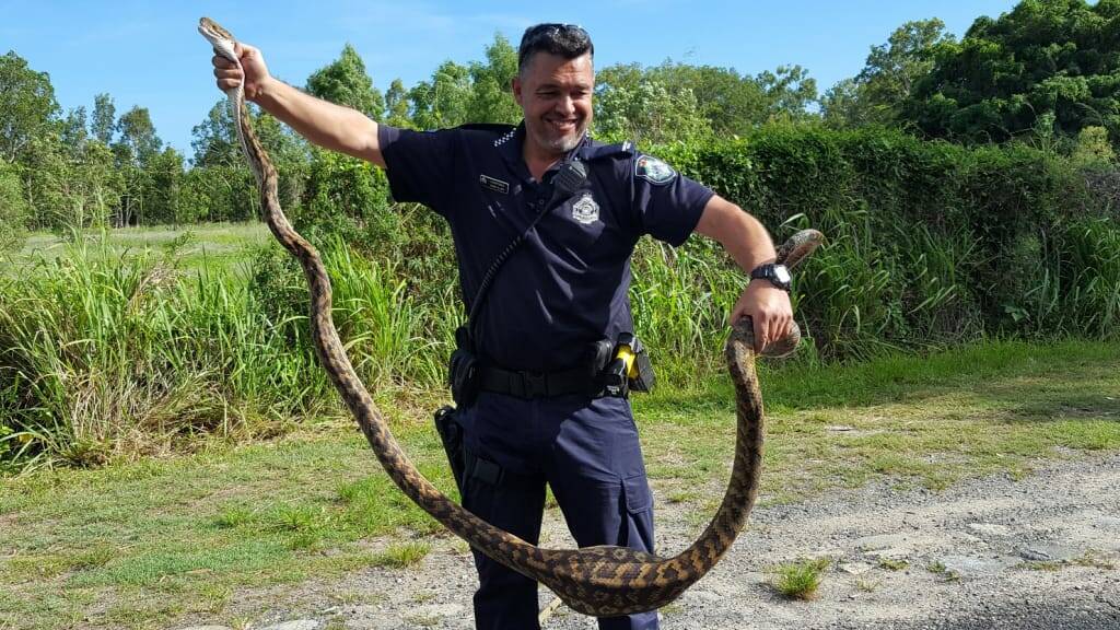 The python was caught at the crime scene but was released without charge due to a lack of co-operation from potential witnesses.
Photo: Queensland Police Service