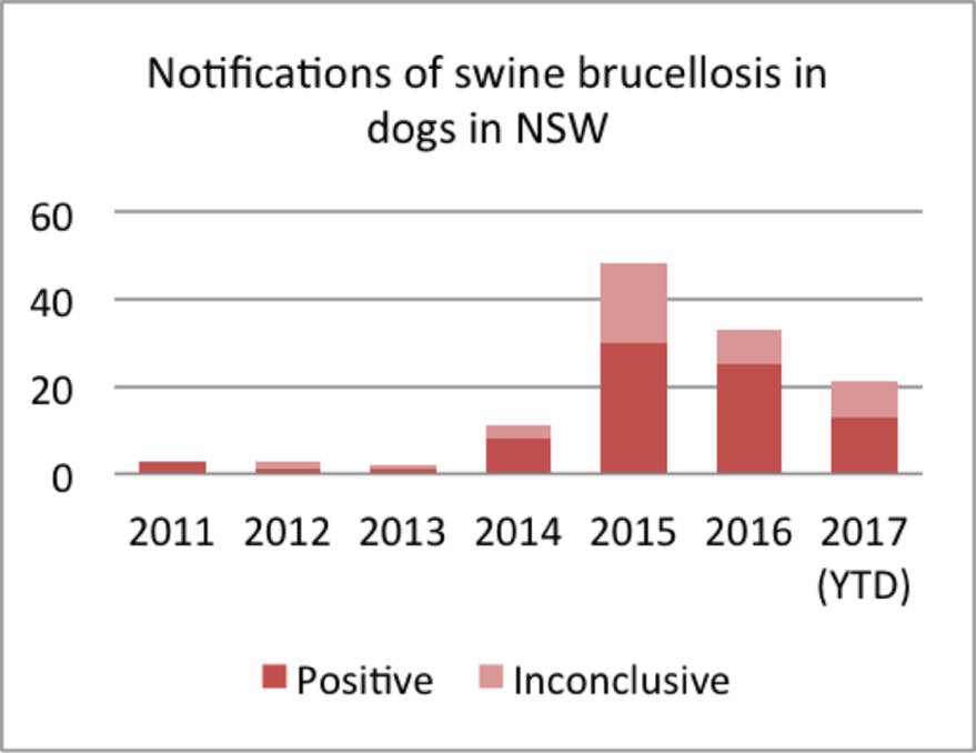 Hunters warned of rising risk of swine brucellosis