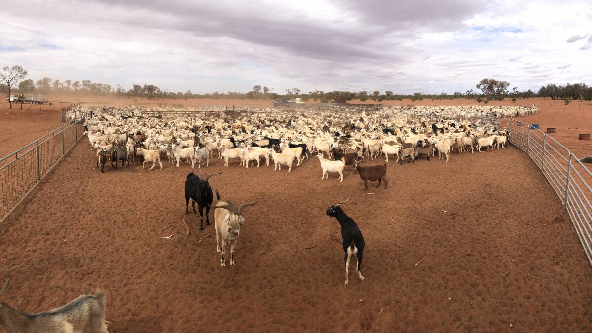 Goat mustering at Lachlan Gall's Coogee Lake Station north of Broken Hill. Photo by Matt Jackson.