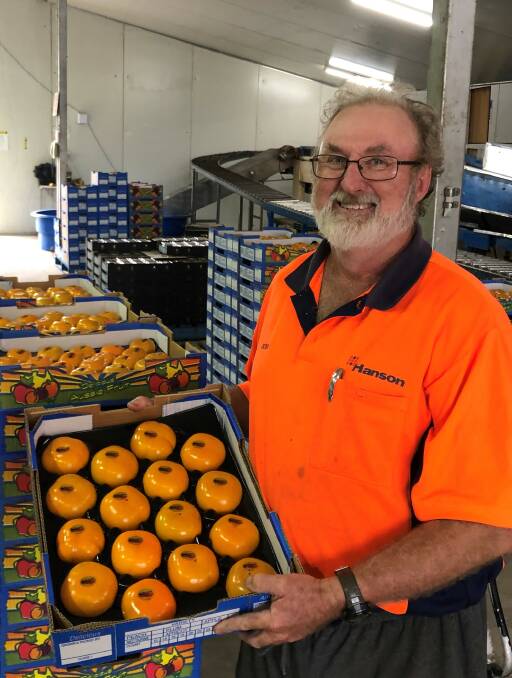 Queensland persimmon grower, Ross Stuhmcke prepares a consignment of his delicious fruit for the first shipment bound for Thailand. Photo: Persimmons Australia