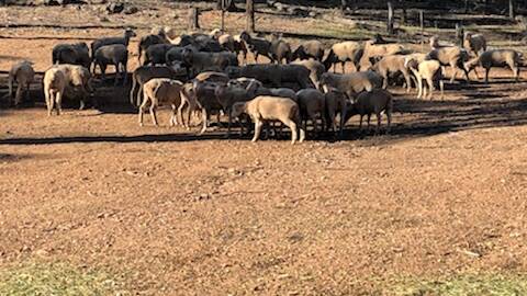 The Dohne Merino sheep that were recovered by Rural Crime Investigators at Tomingley. Photo by NSW Police.