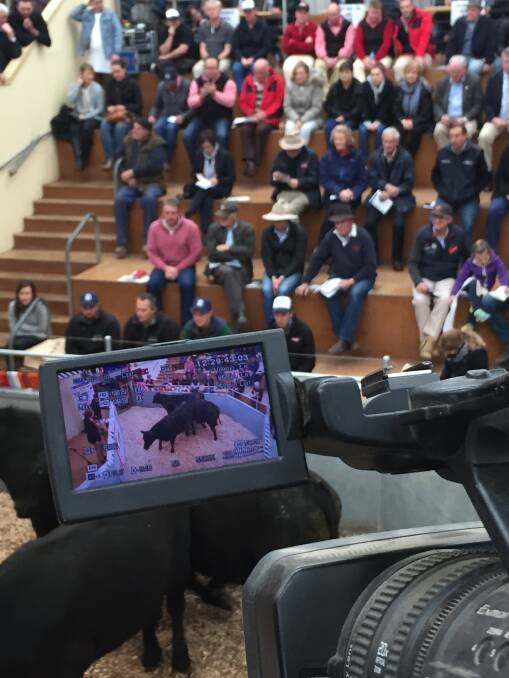 CAMERA ACTION: Recent livestreams from the Sydney Show drew an audience of thousands, watching in 13 countries. The same team will be in action at Beef.