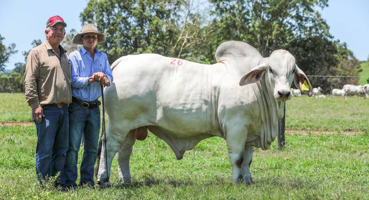 Scott Angel, Glengarry stud, Kunwarara and James Fenech, PBF stud, Sarina with the $110,000 top-selling bull, PBF Aviator Manso 27/21. Pictures by Kent Ward. 