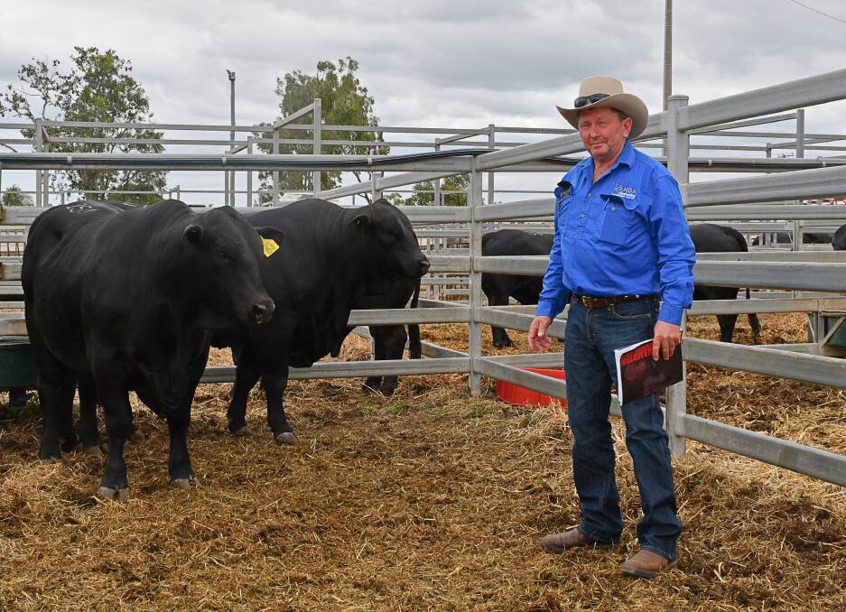 Kanda Pty Ltd's Charlie Holtzwart with the two bulls the operation purchased during this year's Rockhampton Brangus Sale. Picture: Billy Jupp 