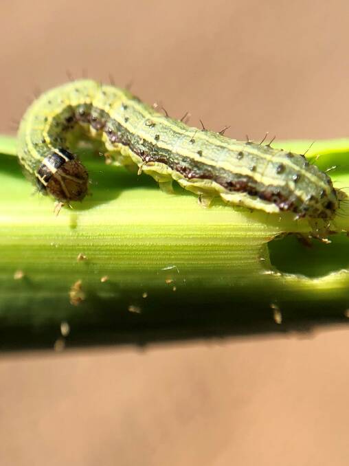 Fall Armyworm larvae on a maize plant. Photo: Brittany McVicar