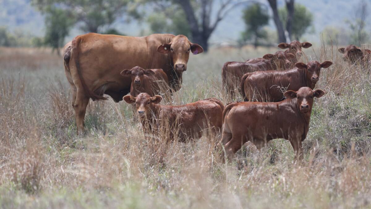 The Donaldson and Haviland families will display their Beefmaster cattle at an open day on November 19. Picture: Supplied 